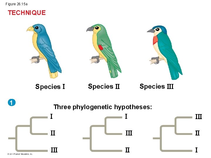 Figure 26. 15 a TECHNIQUE Species 1 Species Three phylogenetic hypotheses: 