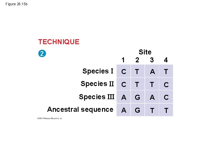 Figure 26. 15 b TECHNIQUE 1 Site 2 3 4 Species C T A