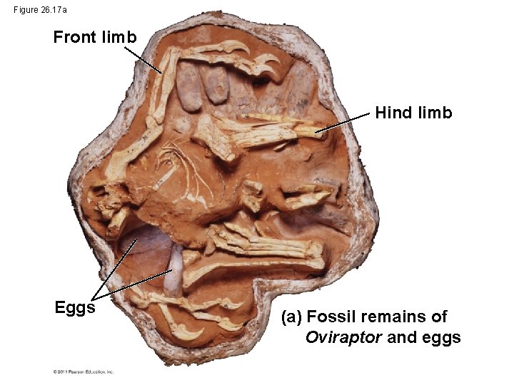 Figure 26. 17 a Front limb Hind limb Eggs (a) Fossil remains of Oviraptor