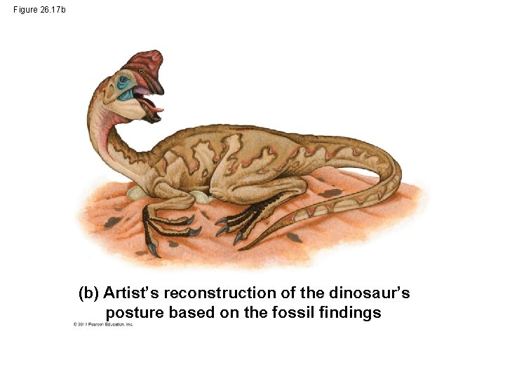 Figure 26. 17 b (b) Artist’s reconstruction of the dinosaur’s posture based on the