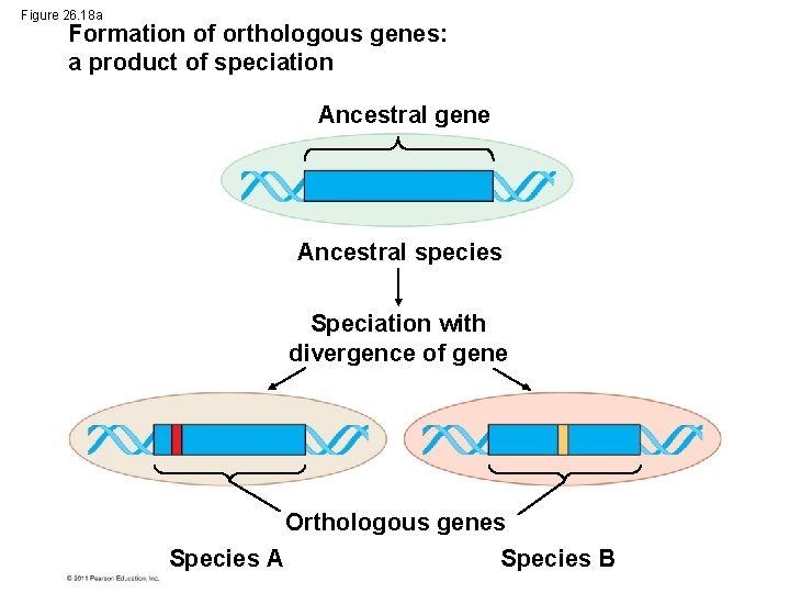 Figure 26. 18 a Formation of orthologous genes: a product of speciation Ancestral gene
