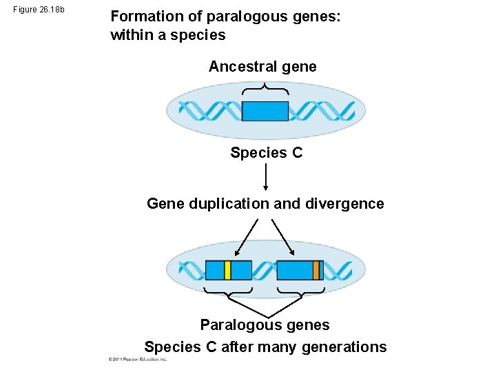 Figure 26. 18 b Formation of paralogous genes: within a species Ancestral gene Species