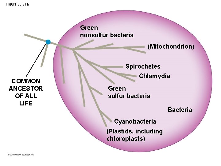 Figure 26. 21 a Green nonsulfur bacteria (Mitochondrion) Spirochetes COMMON ANCESTOR OF ALL LIFE
