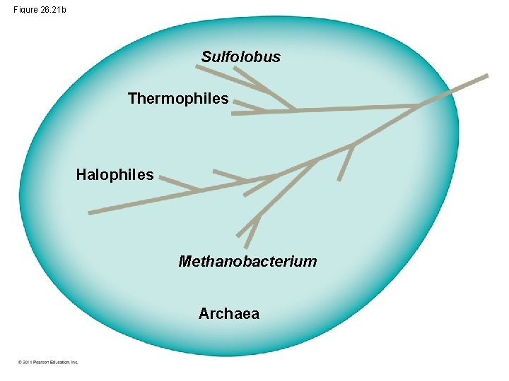 Figure 26. 21 b Sulfolobus Thermophiles Halophiles Methanobacterium Archaea 
