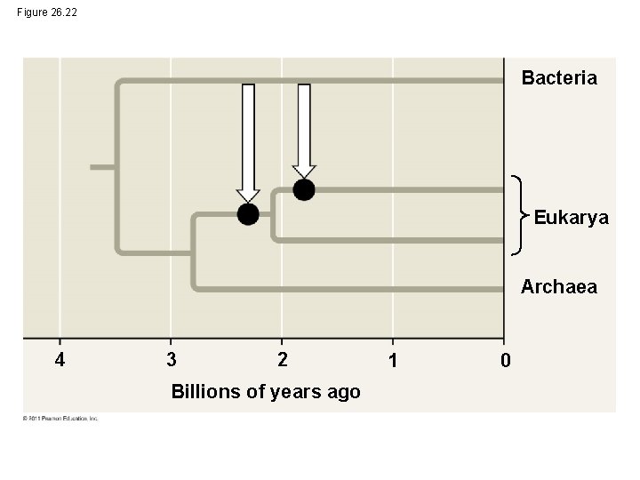 Figure 26. 22 Bacteria Eukarya Archaea 4 3 2 Billions of years ago 1