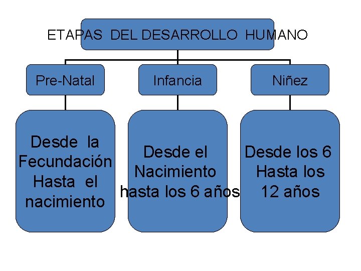 ETAPAS DEL DESARROLLO HUMANO Pre-Natal Infancia Niñez Desde la Desde el Desde los 6