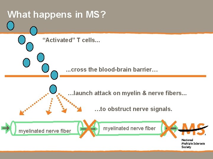 What happens in MS? “Activated” T cells. . . cross the blood-brain barrier… …launch