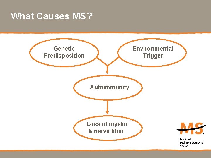 What Causes MS? Genetic Predisposition Environmental Trigger Autoimmunity Loss of myelin & nerve fiber