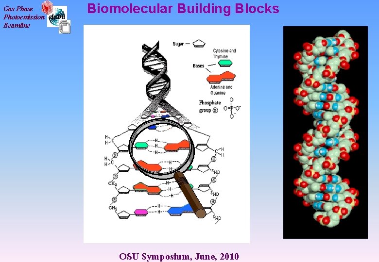 Gas Phase Photoemission Beamline Biomolecular Building Blocks OSU Symposium, June, 2010 