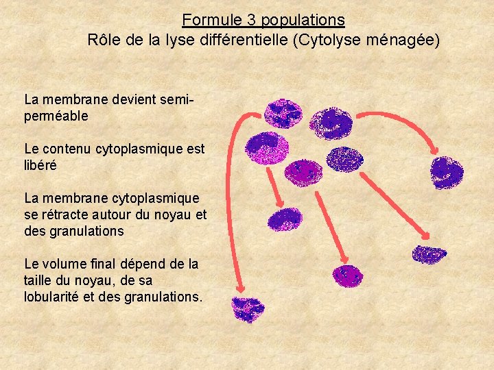 Formule 3 populations Rôle de la lyse différentielle (Cytolyse ménagée) La membrane devient semiperméable Formule 3 populations Rôle de la lyse différentielle (Cytolyse ménagée) La membrane devient semiperméable