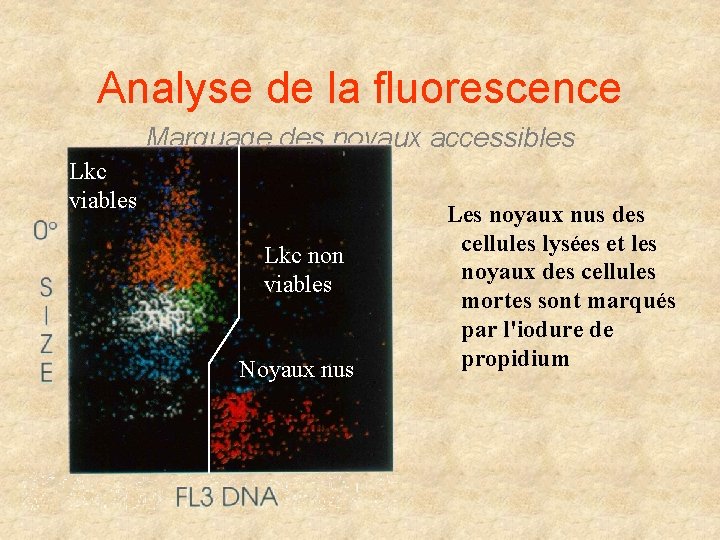 Analyse de la fluorescence Marquage des noyaux accessibles Lkc viables Lkc non viables Noyaux Analyse de la fluorescence Marquage des noyaux accessibles Lkc viables Lkc non viables Noyaux