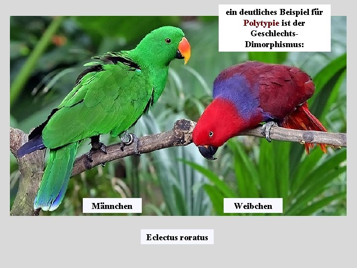 ein deutliches Beispiel für Polytypie ist der Geschlechts. Dimorphismus: Männchen Weibchen Eclectus roratus 