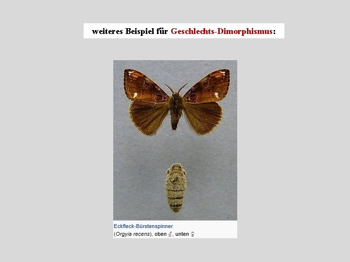 weiteres Beispiel für Geschlechts-Dimorphismus: 