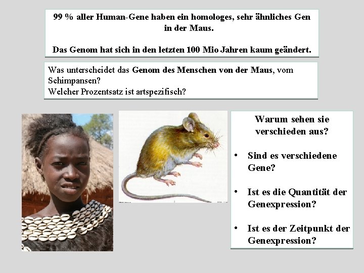 99 % aller Human-Gene haben ein homologes, sehr ähnliches Gen in der Maus. Das