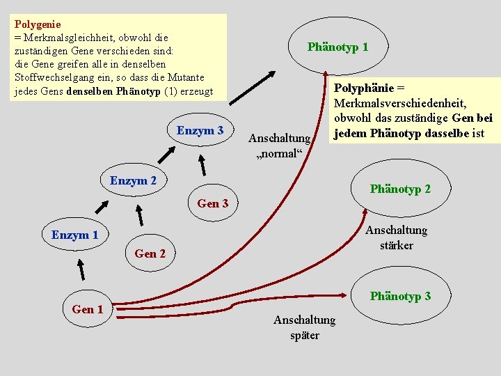 Polygenie = Merkmalsgleichheit, obwohl die zuständigen Gene verschieden sind: die Gene greifen alle in