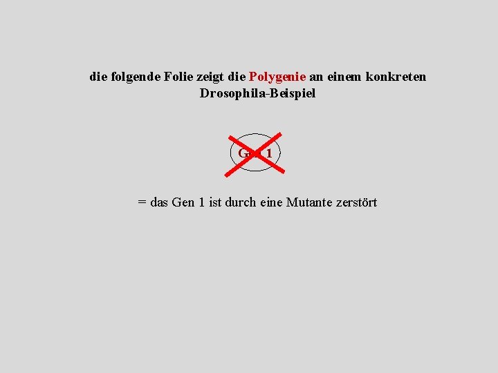 die folgende Folie zeigt die Polygenie an einem konkreten Drosophila-Beispiel Gen 1 = das