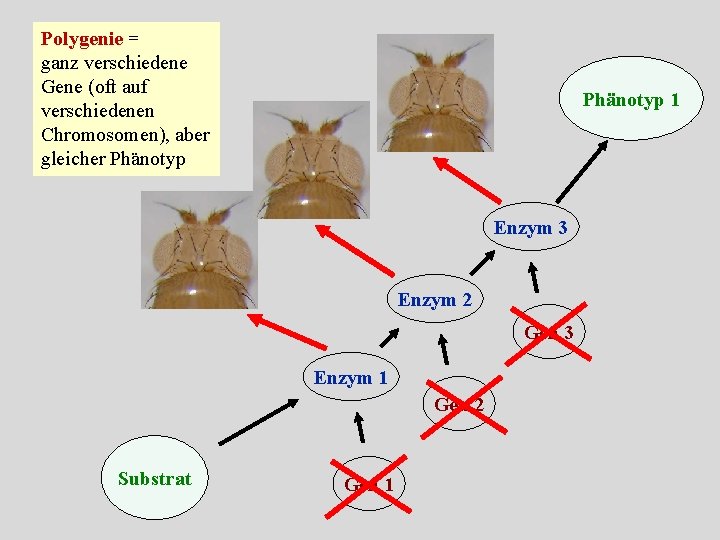 Polygenie = ganz verschiedene Gene (oft auf verschiedenen Chromosomen), aber gleicher Phänotyp 1 Enzym