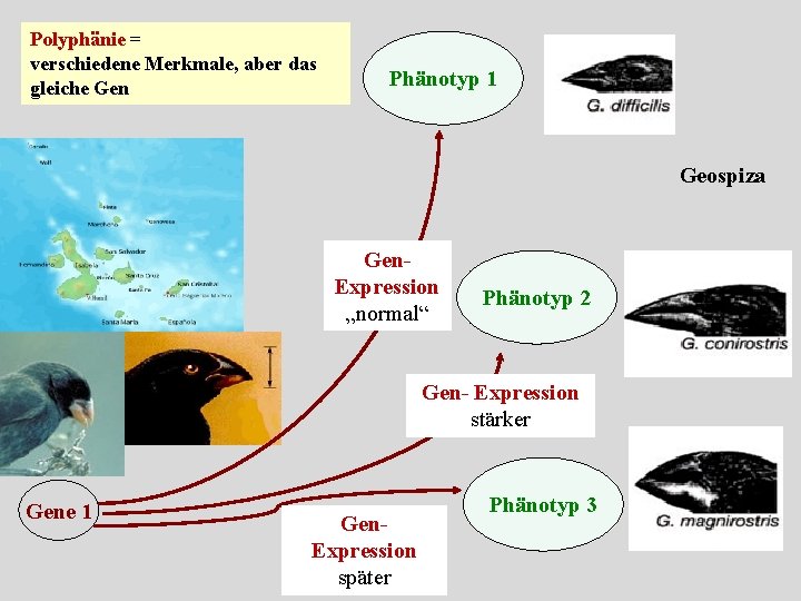 Polyphänie = verschiedene Merkmale, aber das gleiche Gen Phänotyp 1 Geospiza Gen. Expression „normal“