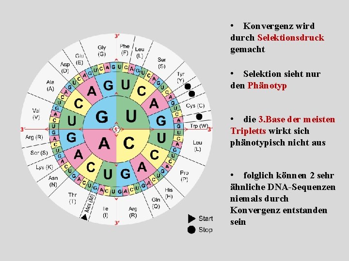  • Konvergenz wird durch Selektionsdruck gemacht • Selektion sieht nur den Phänotyp •