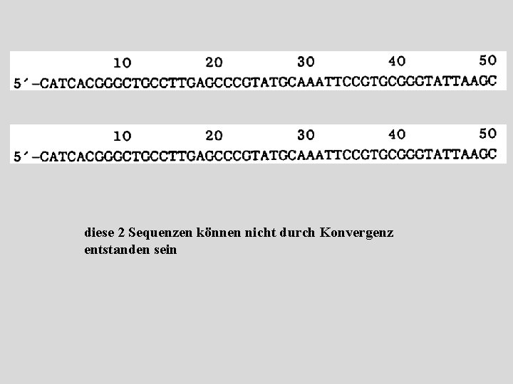 diese 2 Sequenzen können nicht durch Konvergenz entstanden sein 