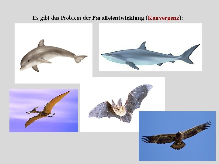 Es gibt das Problem der Parallelentwicklung (Konvergenz): 