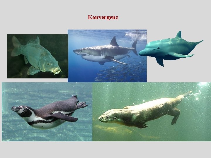 Konvergenz: 
