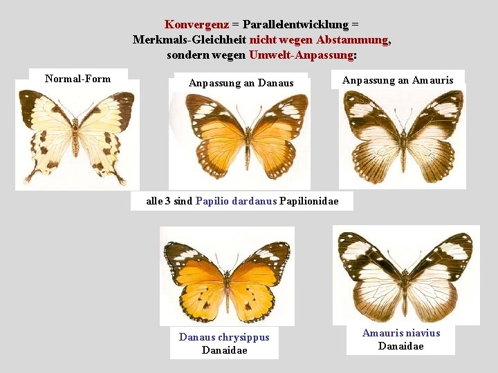 Konvergenz = Parallelentwicklung = Merkmals-Gleichheit nicht wegen Abstammung, sondern wegen Umwelt-Anpassung: Normal-Form Anpassung an