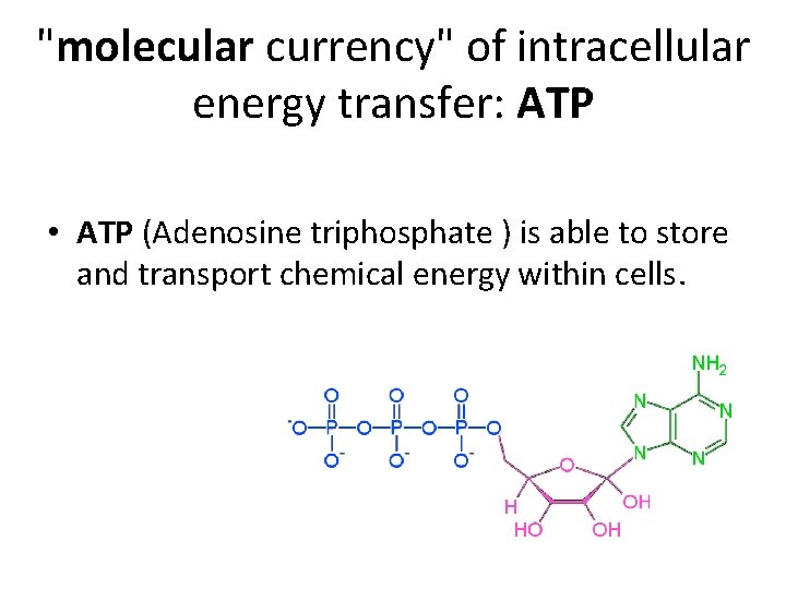 "molecular currency" of intracellular energy transfer: ATP • ATP (Adenosine triphosphate ) is able