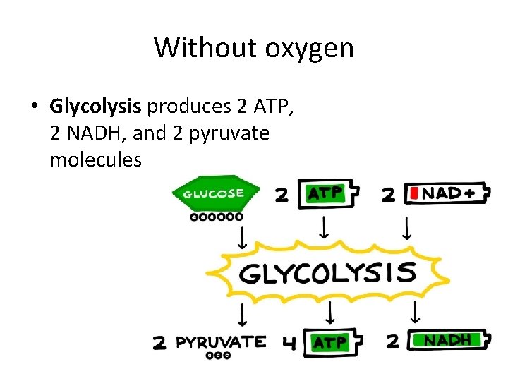 Without oxygen • Glycolysis produces 2 ATP, 2 NADH, and 2 pyruvate molecules 
