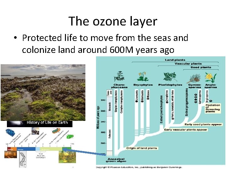 The ozone layer • Protected life to move from the seas and colonize land