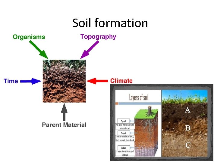 Soil formation 