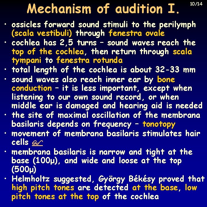 Mechanism of audition I. 10/14 • ossicles forward sound stimuli to the perilymph (scala
