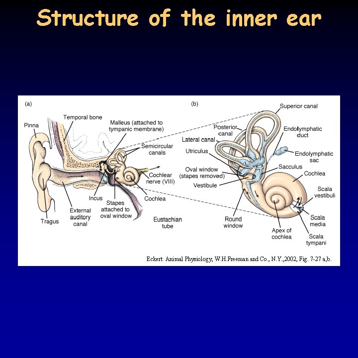 Structure of the inner ear Eckert: Animal Physiology, W. H. Freeman and Co. ,