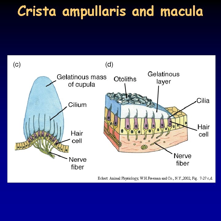 Crista ampullaris and macula Eckert: Animal Physiology, W. H. Freeman and Co. , N.