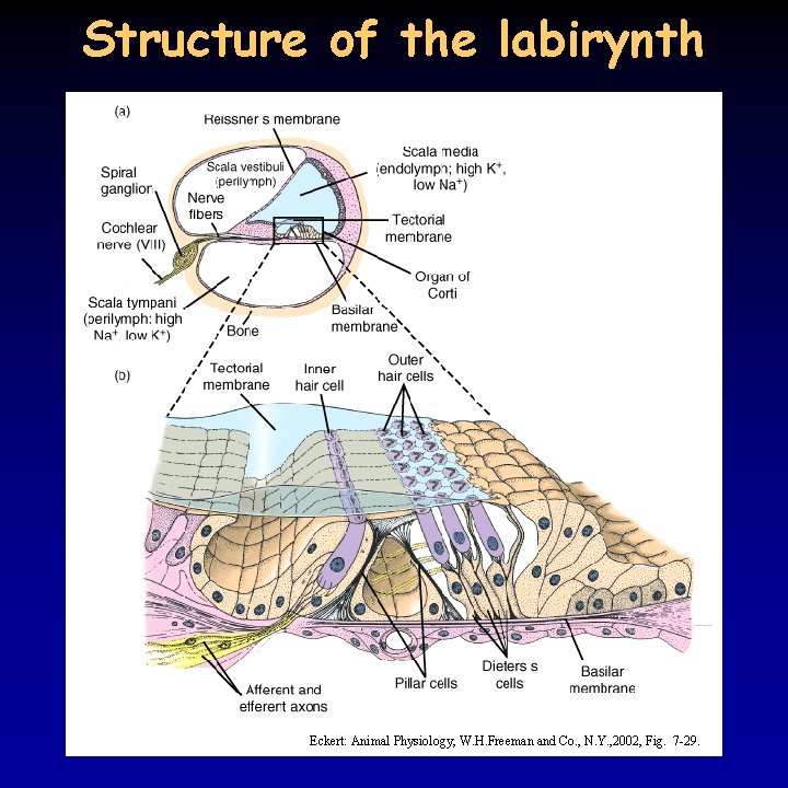 Structure of the labirynth Eckert: Animal Physiology, W. H. Freeman and Co. , N.