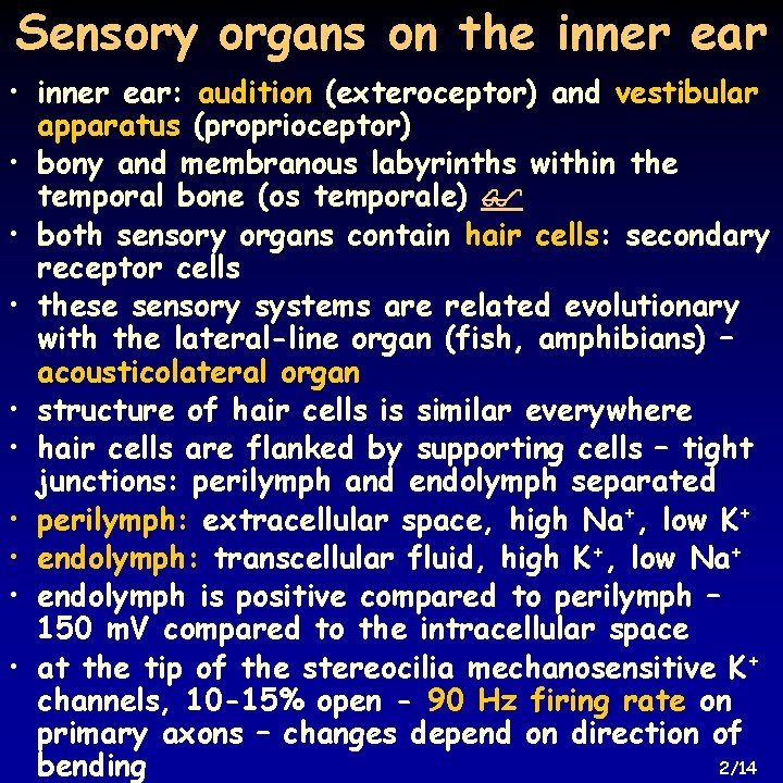 Sensory organs on the inner ear • inner ear: audition (exteroceptor) and vestibular apparatus