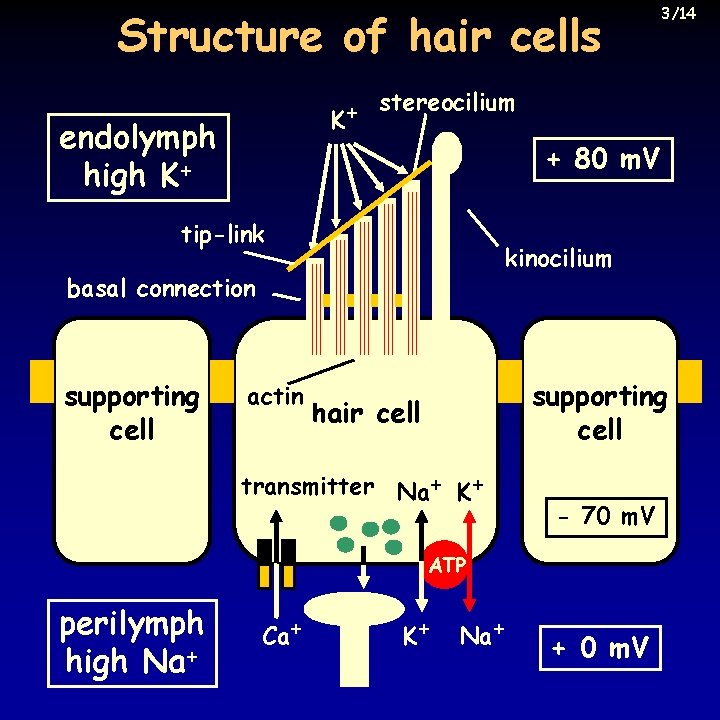 Structure of hair cells stereocilium + K endolymph high K+ + 80 m. V