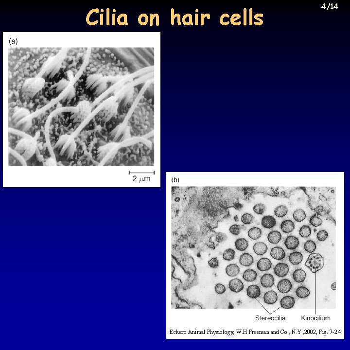 Cilia on hair cells 4/14 Eckert: Animal Physiology, W. H. Freeman and Co. ,