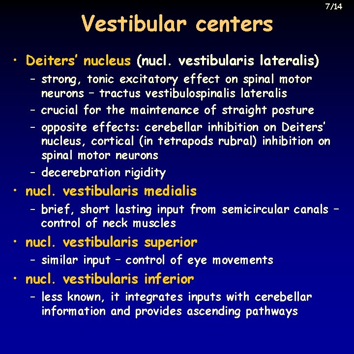 Vestibular centers 7/14 • Deiters’ nucleus (nucl. vestibularis lateralis) – strong, tonic excitatory effect
