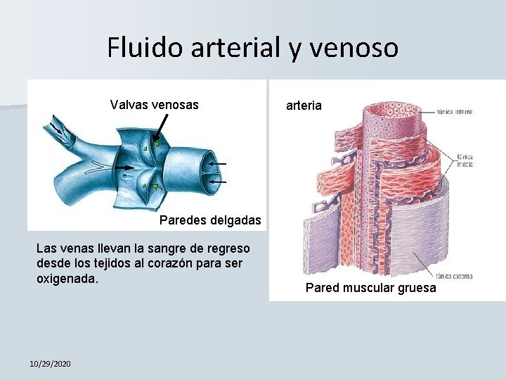 Fluido arterial y venoso Valvas venosas arteria Paredes delgadas Las venas llevan la sangre