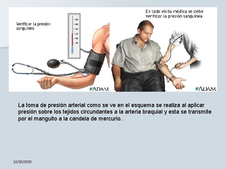 La toma de presión arterial como se ve en el esquema se realiza al