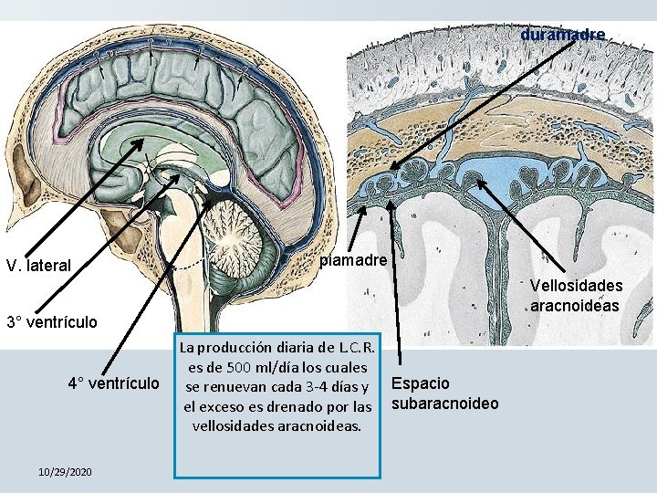 duramadre V. lateral piamadre Vellosidades aracnoideas 3° ventrículo 4° ventrículo 10/29/2020 La producción diaria