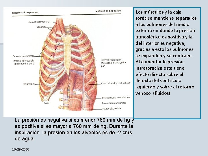 Los músculos y la caja torácica mantiene separados a los pulmones del medio externo