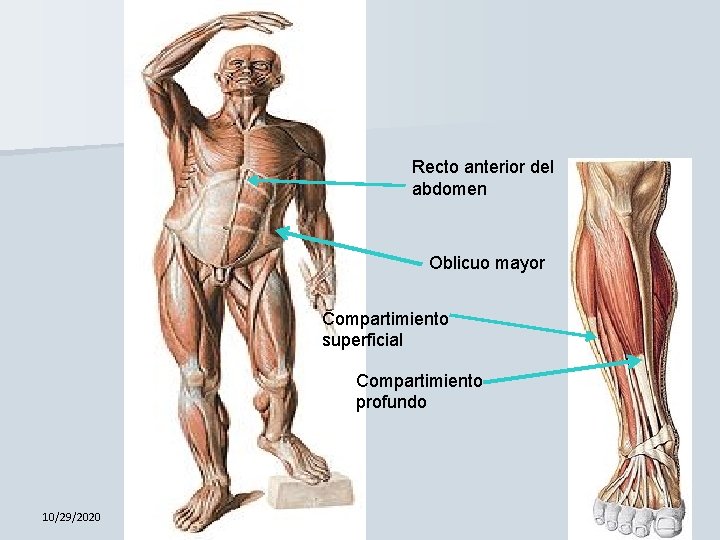 Recto anterior del abdomen Oblicuo mayor Compartimiento superficial Compartimiento profundo 10/29/2020 