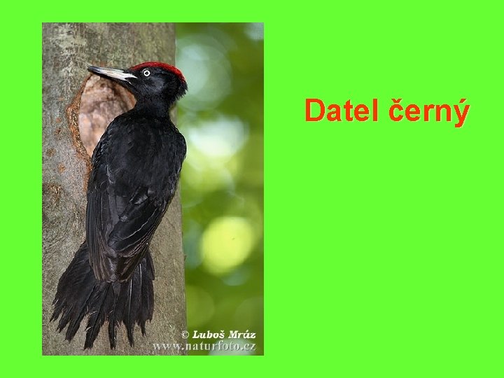 Datel černý 