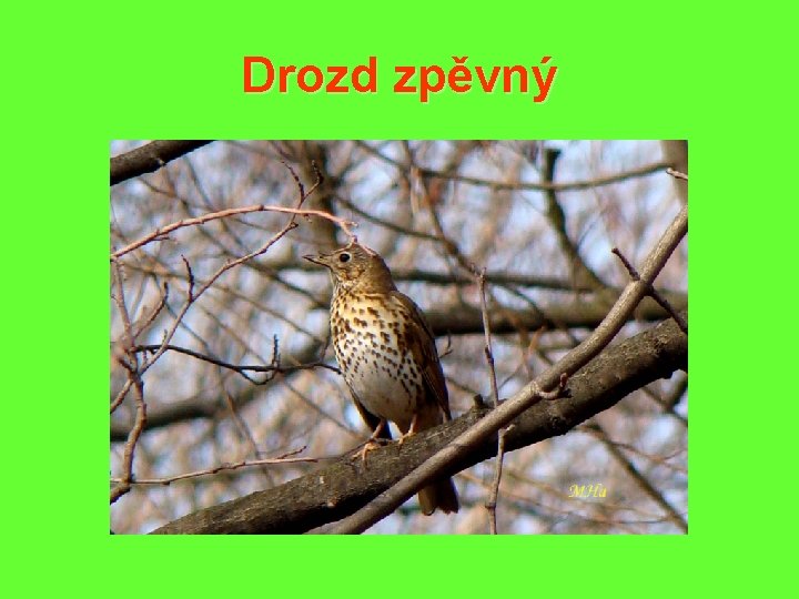 Drozd zpěvný 