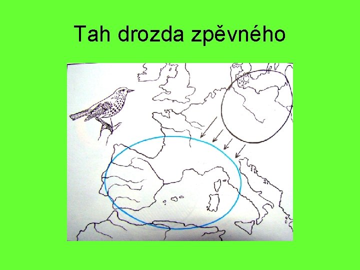 Tah drozda zpěvného 