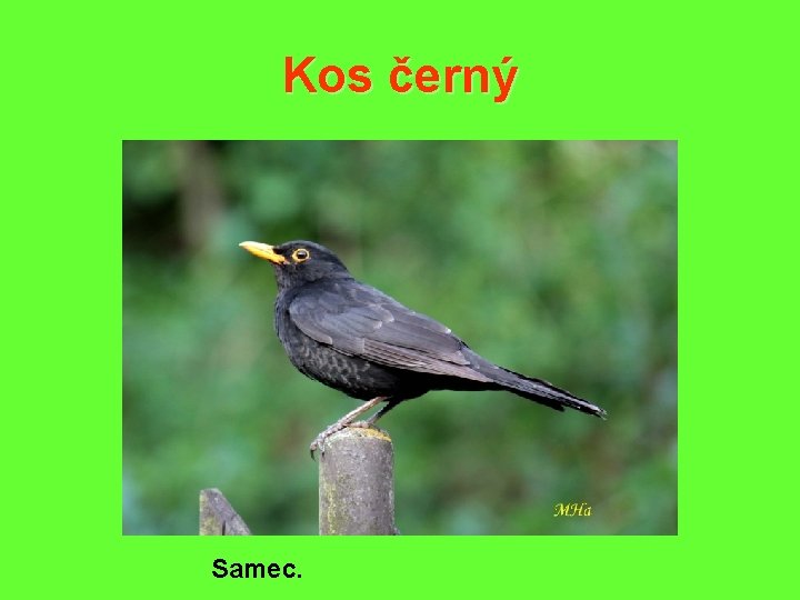 Kos černý Samec. 