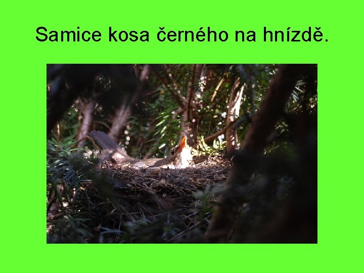 Samice kosa černého na hnízdě. 
