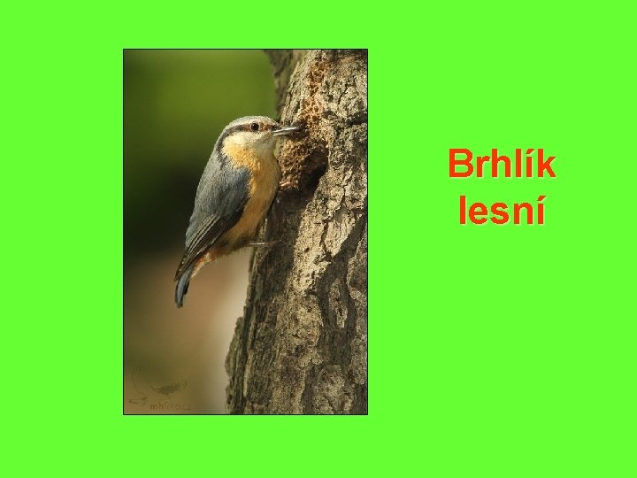 Brhlík lesní 